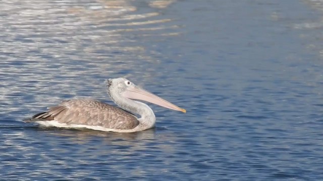 Spot-billed Pelican - ML248379231