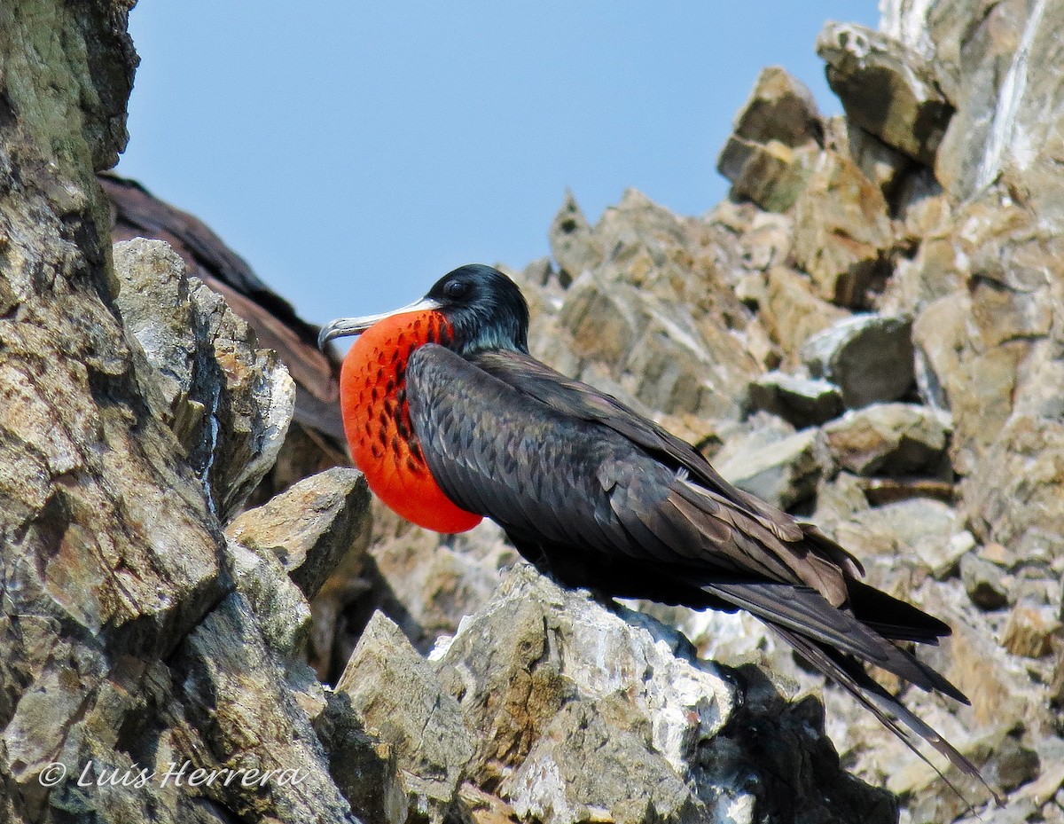 Magnificent Frigatebird - ML248379541