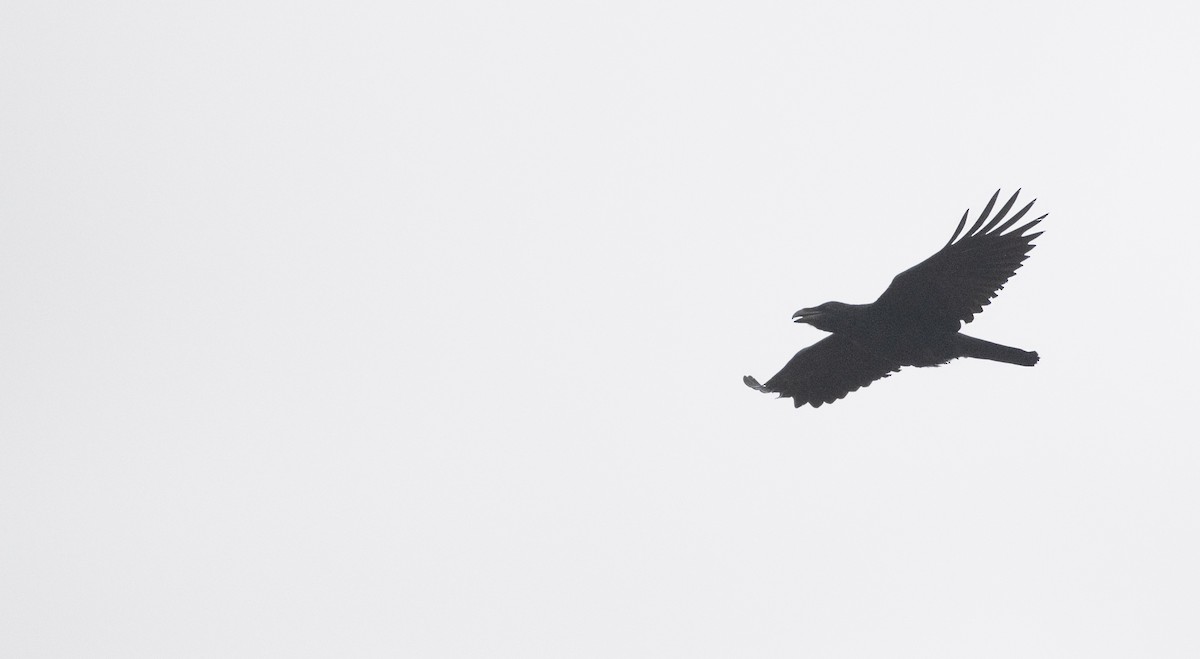 Common Raven - ML248379901