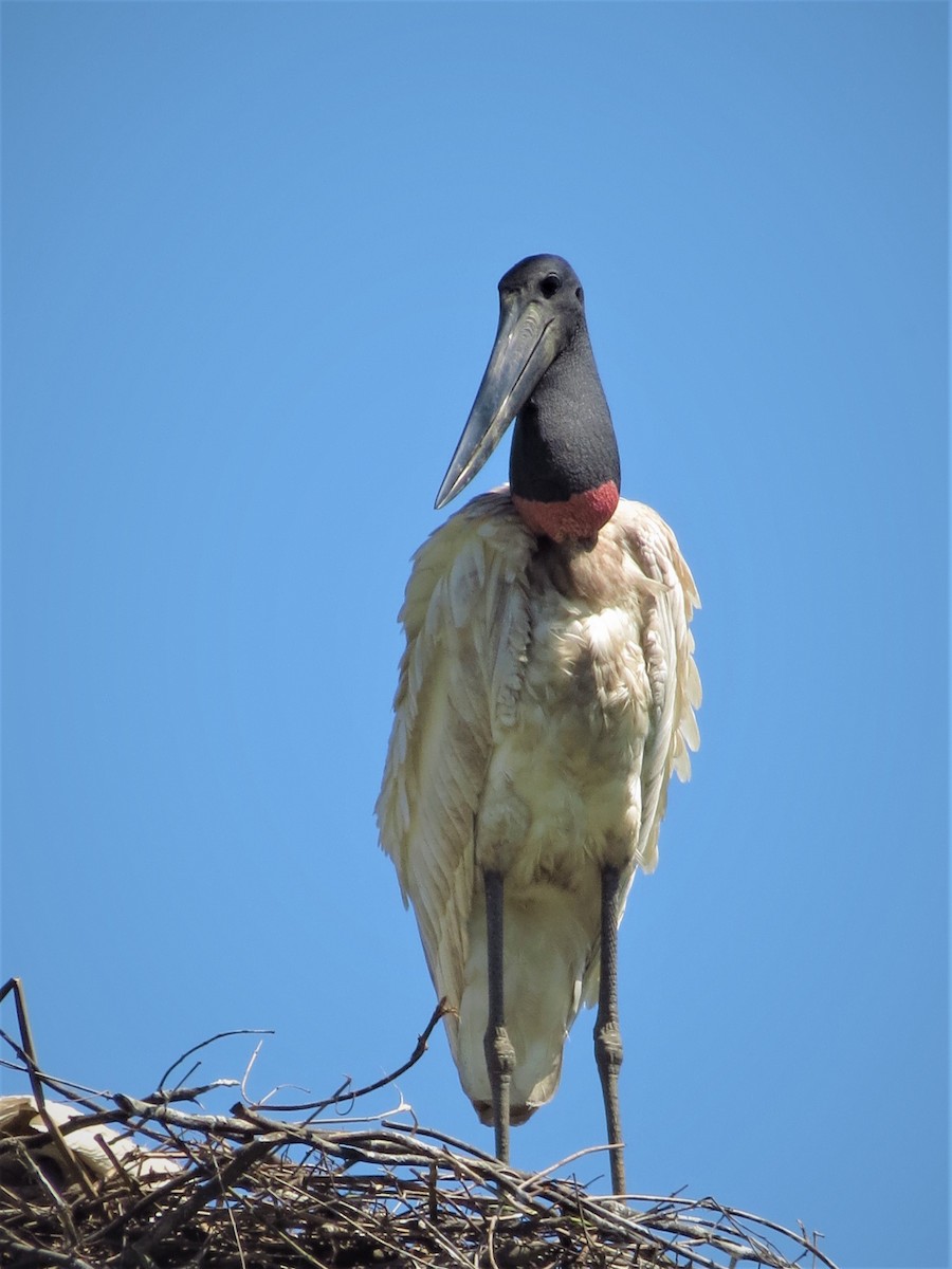 Jabiru - ML248379961