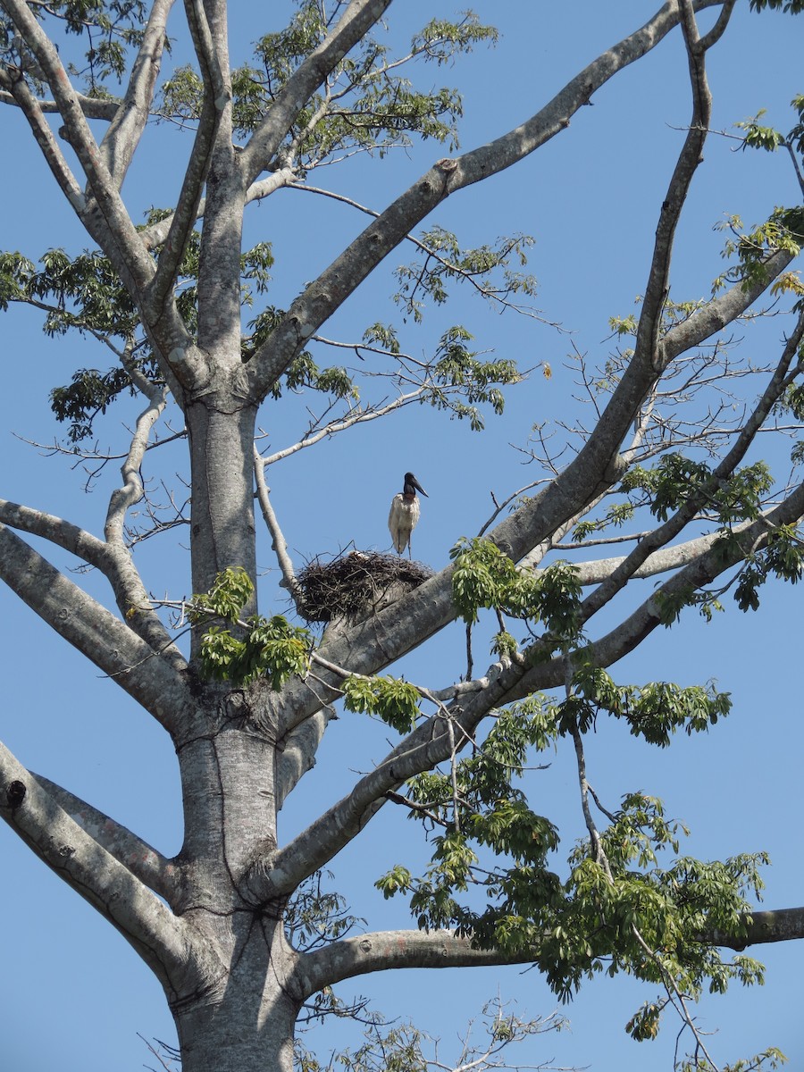 Jabiru - ML248379981