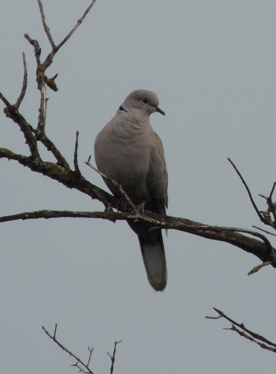 Eurasian Collared-Dove - ML248380571