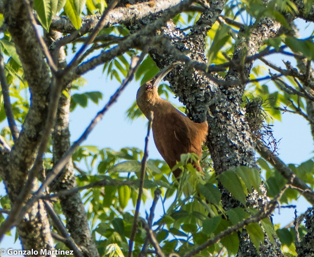 Great Rufous Woodcreeper - ML248381141