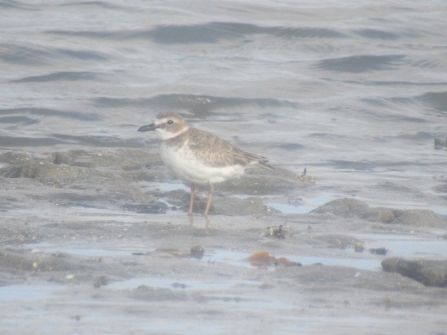 Wilson's Plover - ML248382281