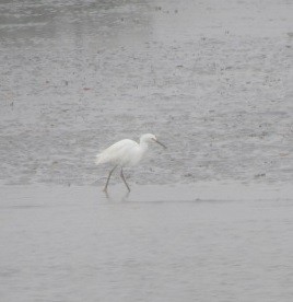 Snowy Egret - ML248382391