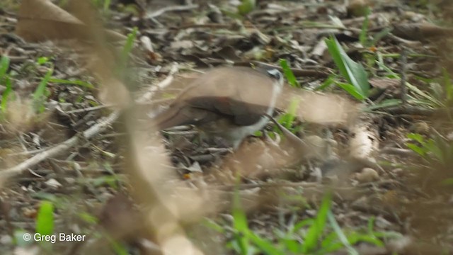 Tambourine Dove - ML248382641