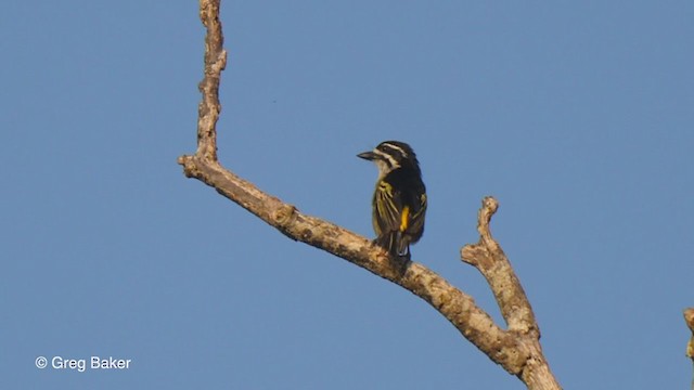 Yellow-rumped Tinkerbird - ML248382691