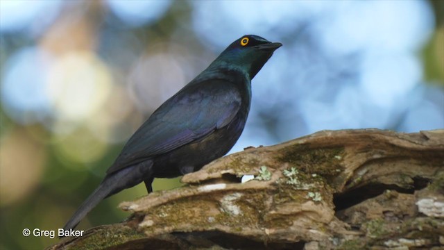 Black-bellied Starling - ML248382741