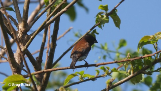 Black-and-white Mannikin (Red-backed) - ML248382821