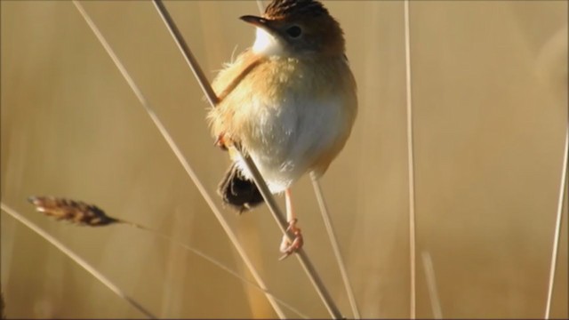 Golden-headed Cisticola - ML248383941