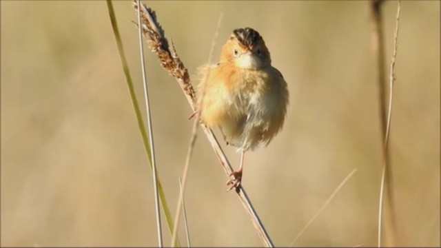 Golden-headed Cisticola - ML248383981