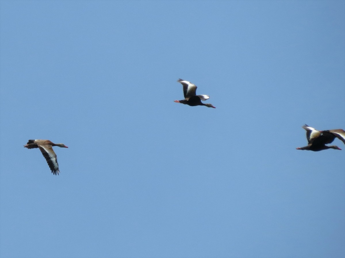 Black-bellied Whistling-Duck - ML248384411