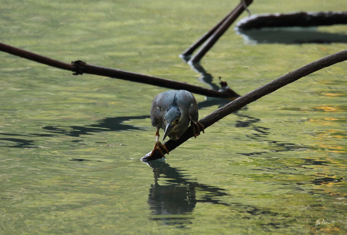 Striated Heron - ML248384461