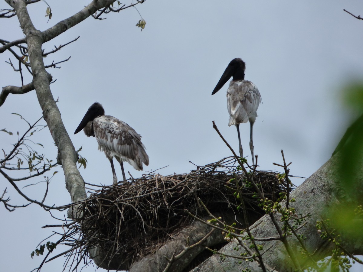 Jabiru - ML248385251
