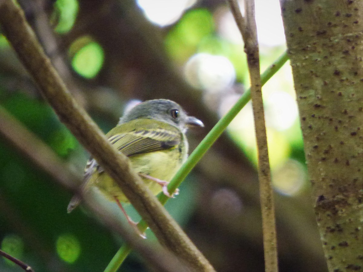 Northern Bentbill - ML248385301
