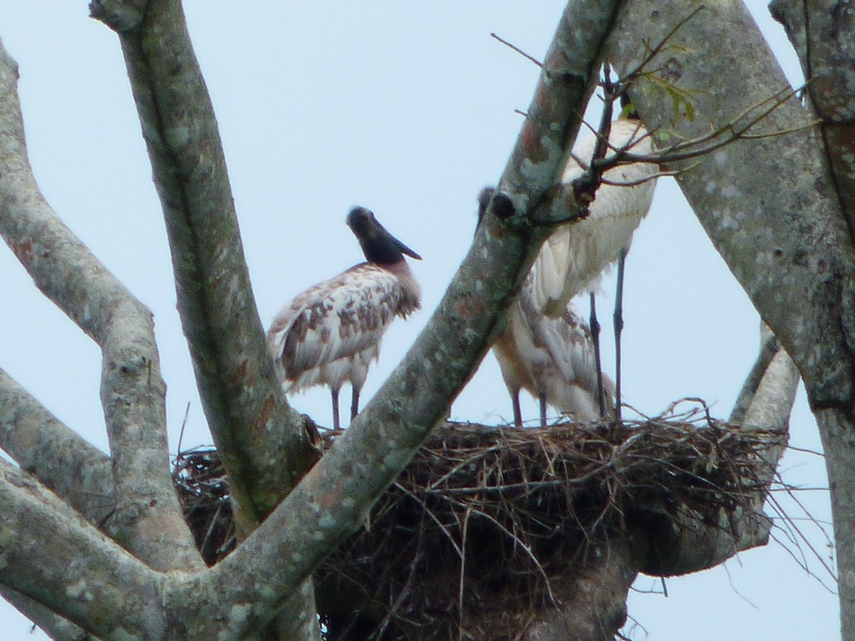 Jabiru - ML248385311