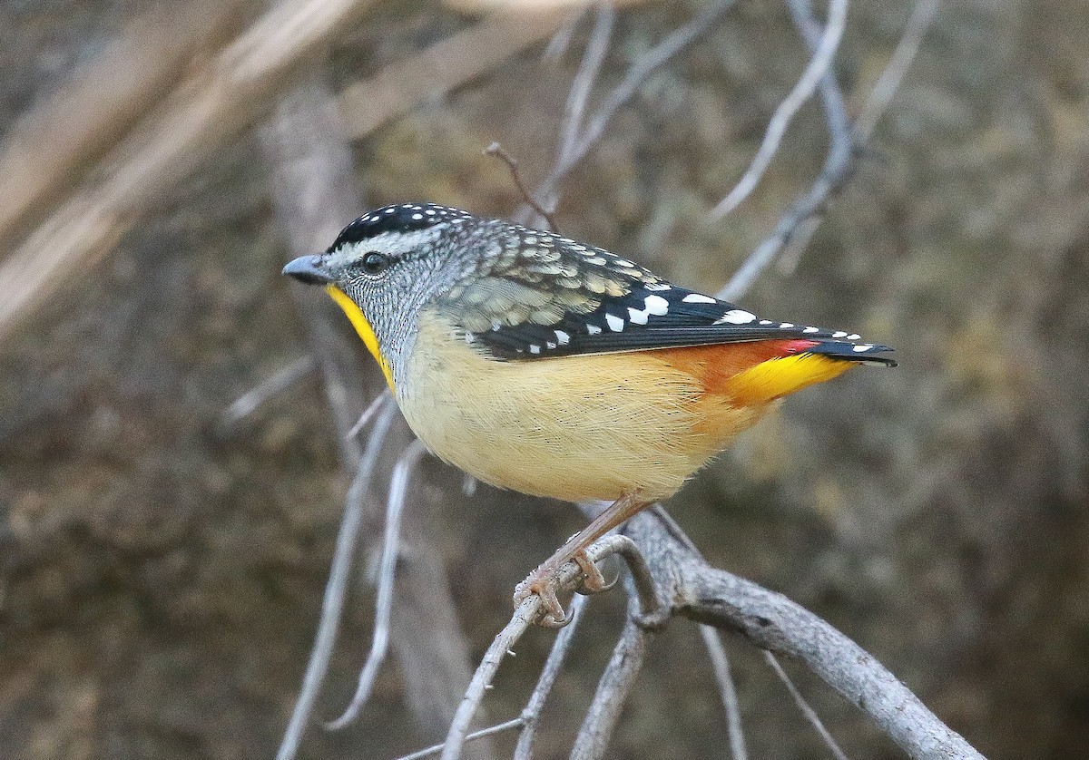 Spotted Pardalote - ML248386391