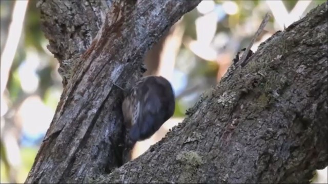 White-throated Treecreeper (White-throated) - ML248386681