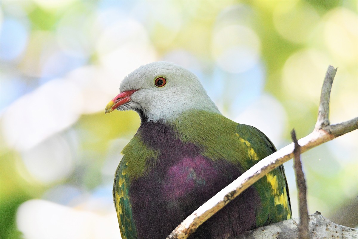 Wompoo Fruit-Dove - Michael Daley