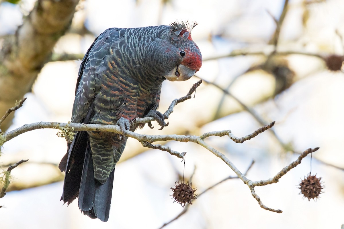 Gang-gang Cockatoo - ML248387611