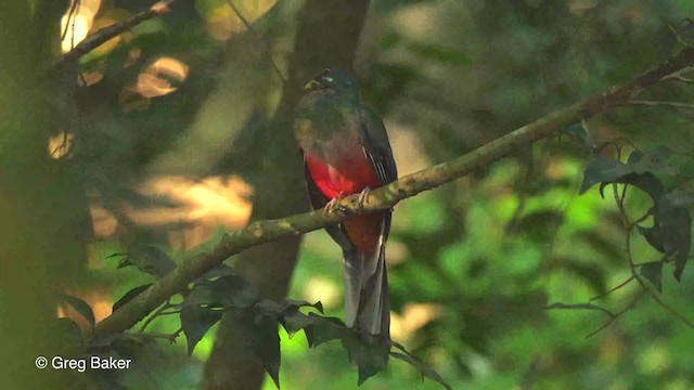 trogon africký - ML248387741