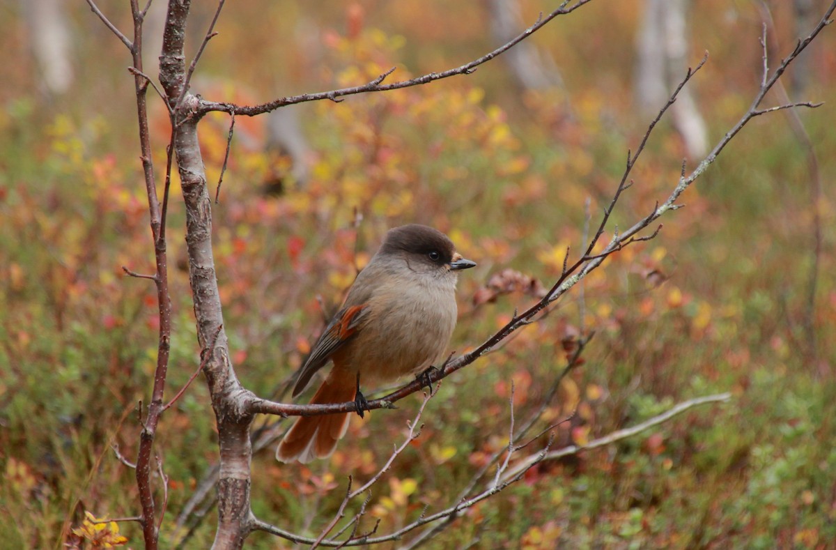 Siberian Jay - ML248388581