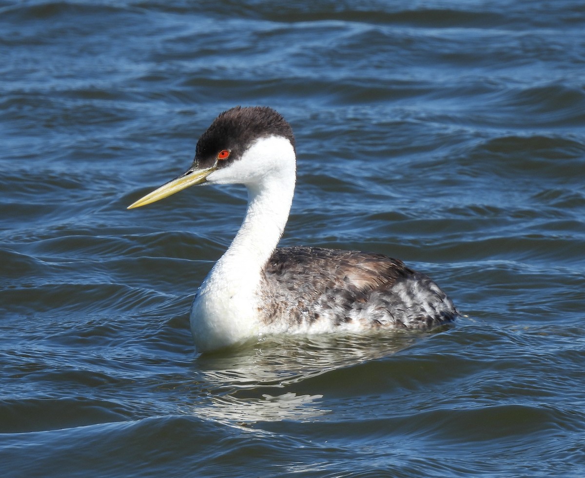 Western Grebe - ML248394881