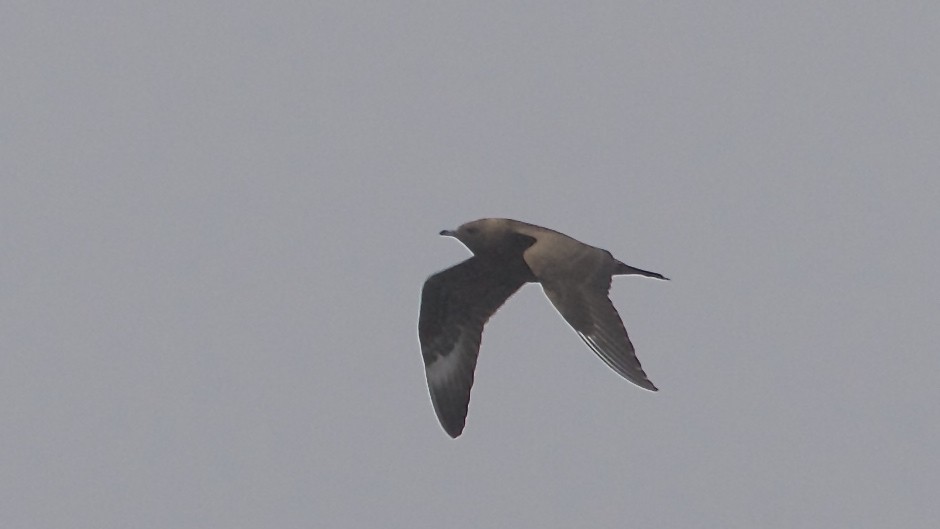 Parasitic Jaeger - Are Nakrem