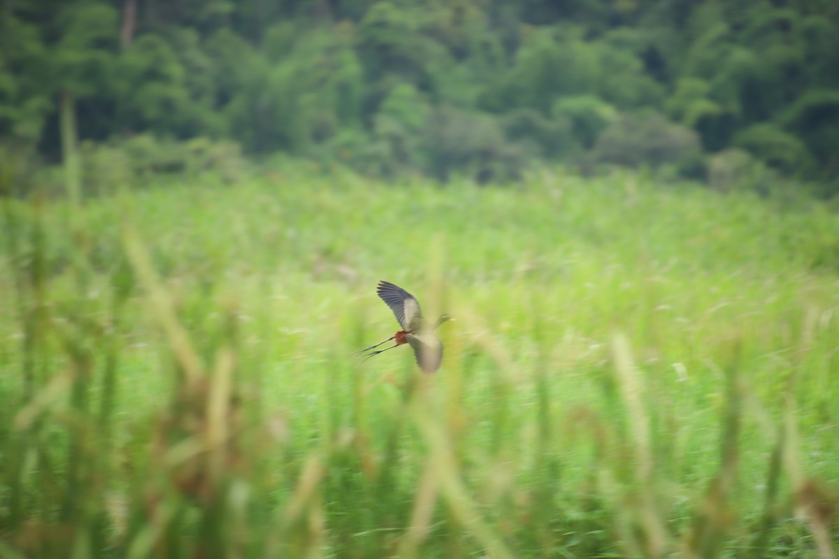 Bronze-winged Jacana - ML248397101