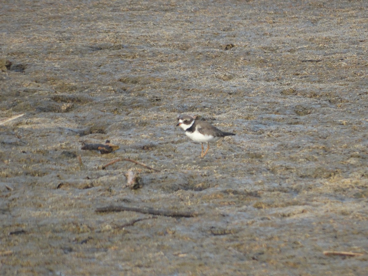 Semipalmated Plover - Kenrith Carter