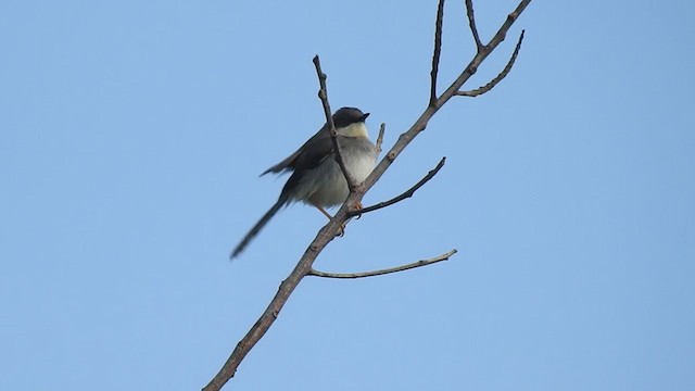 gråbrystprinia - ML248397601