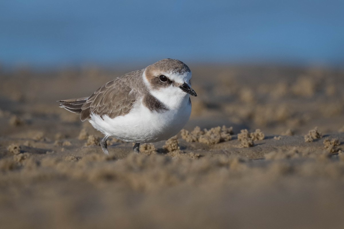 Kentish Plover - Terence Alexander