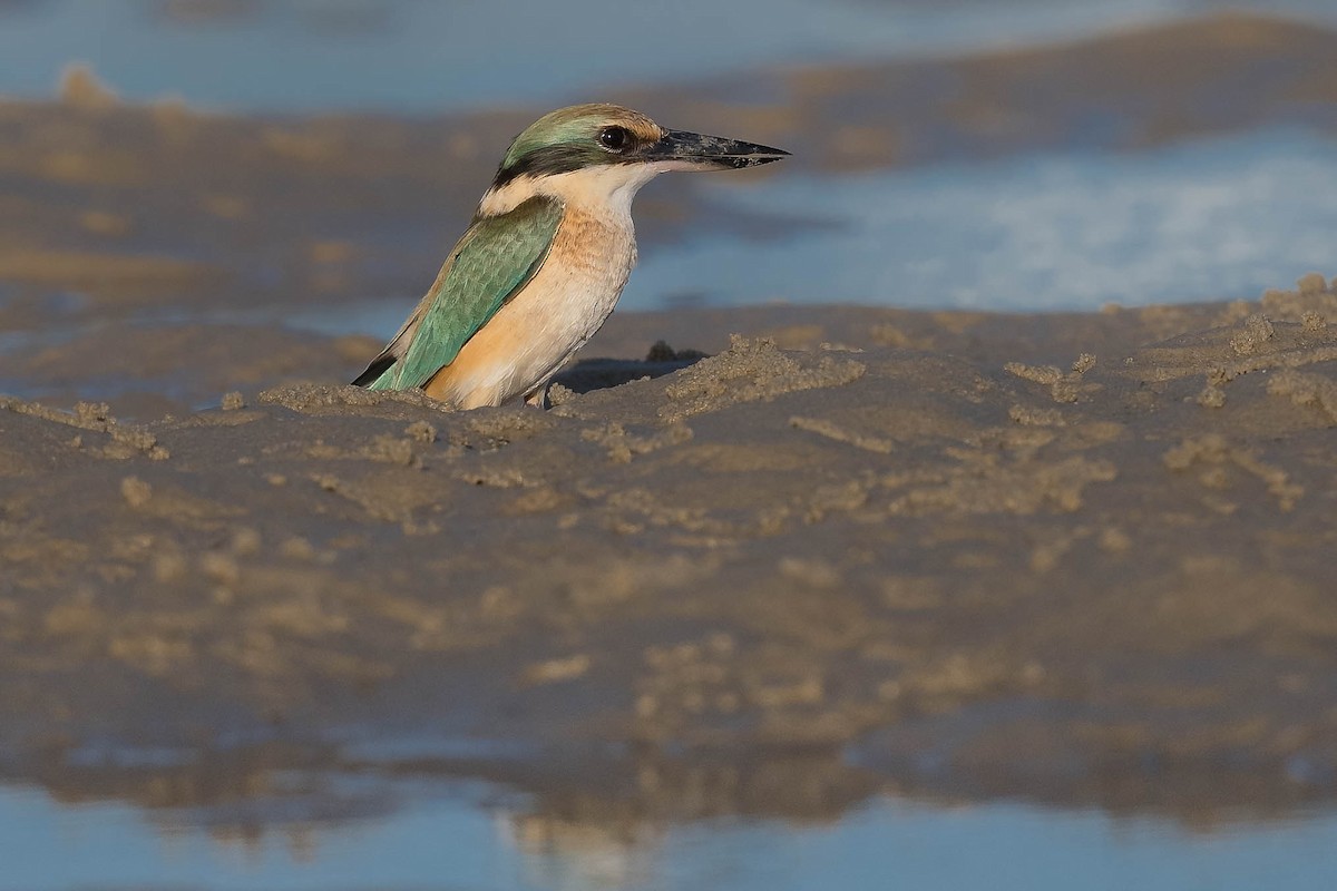 Sacred Kingfisher - ML248398981