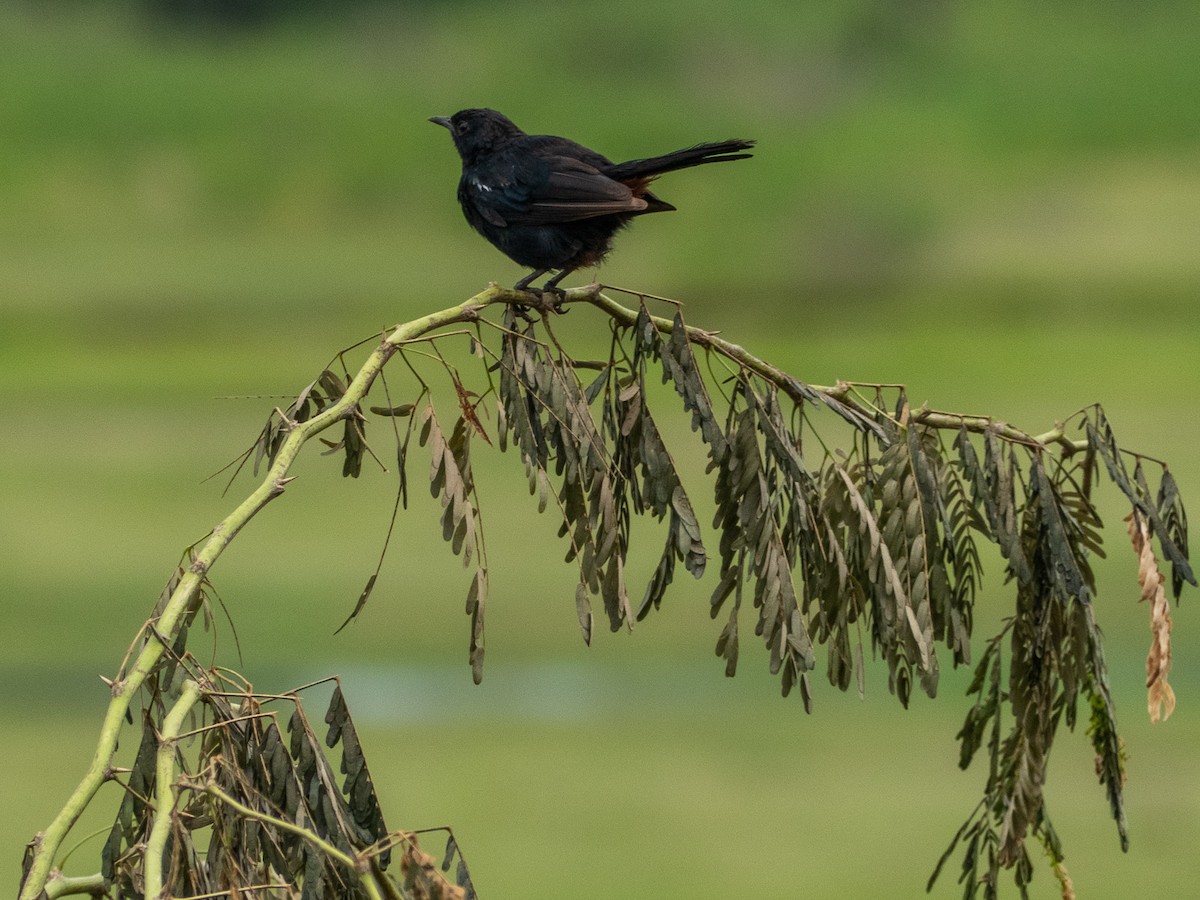 Indian Robin - Mike Prince