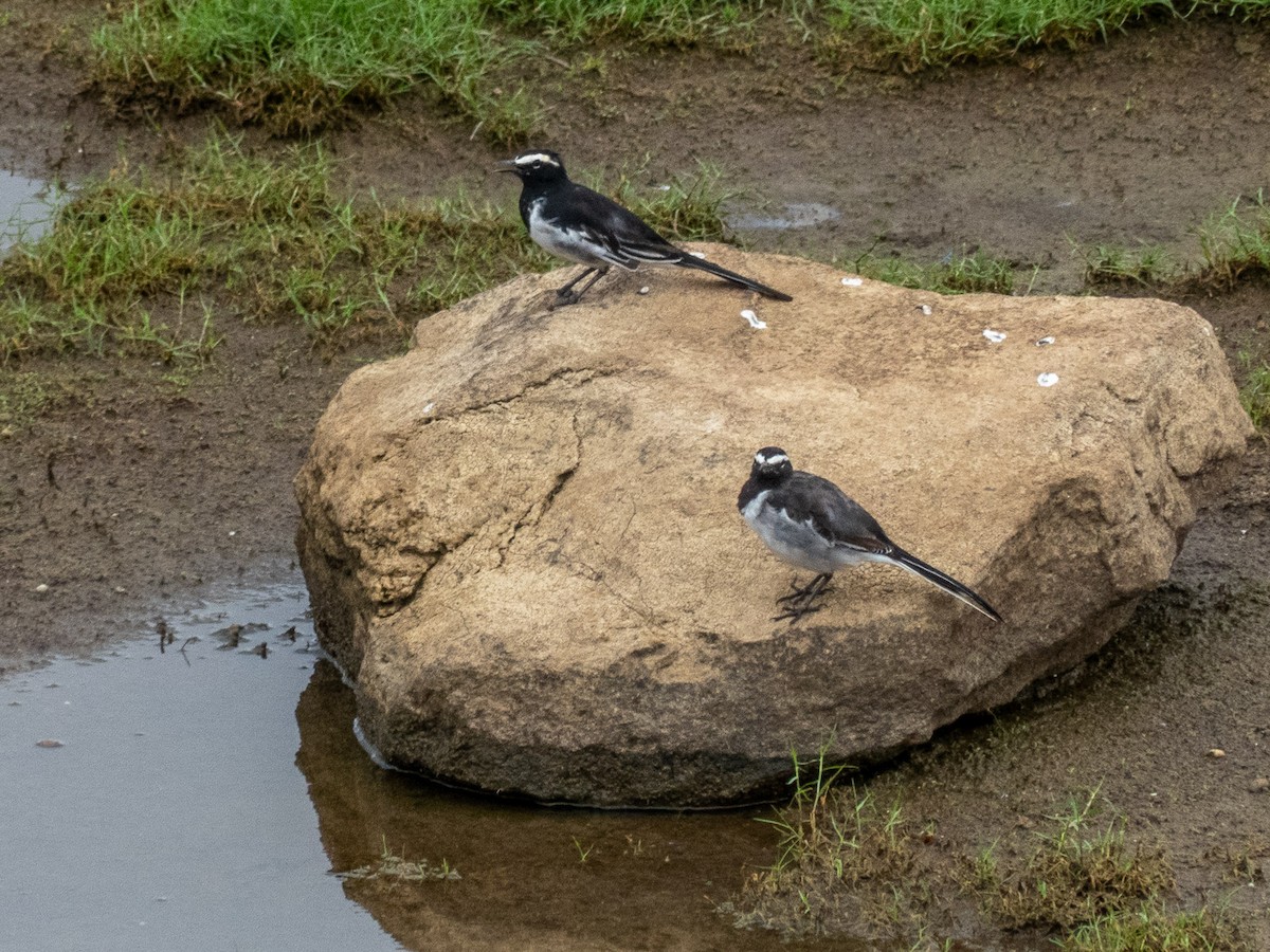 White-browed Wagtail - Mike Prince