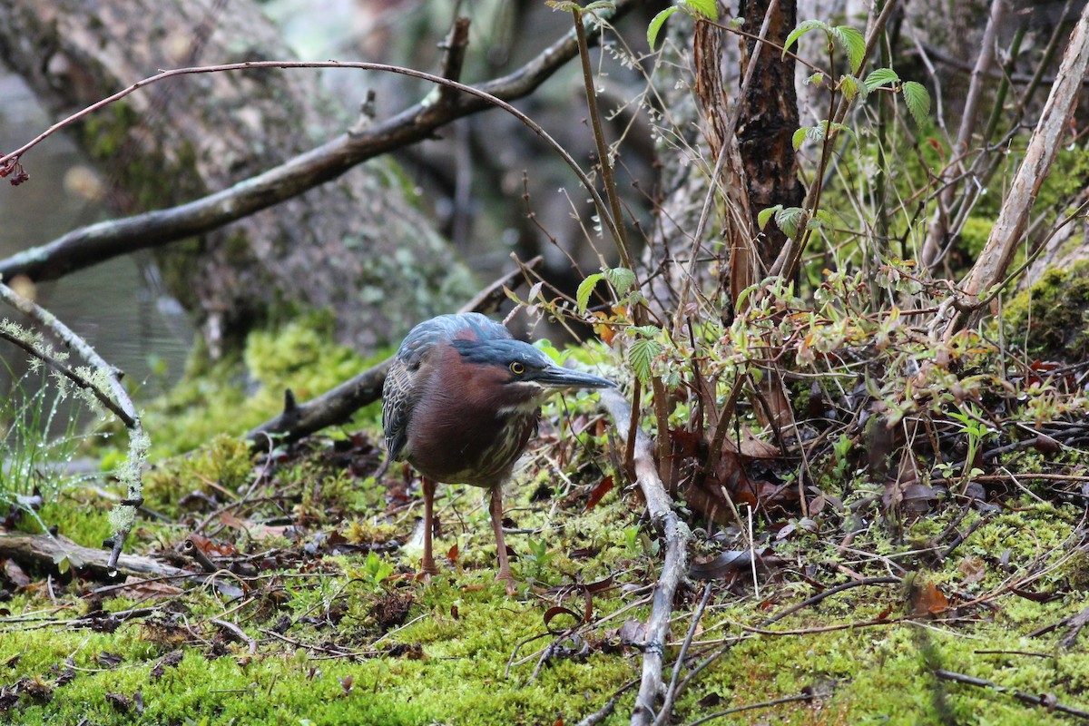 Green Heron - ML248399831