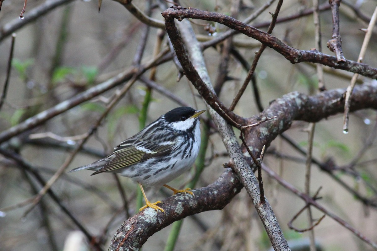 Blackpoll Warbler - ML248399971