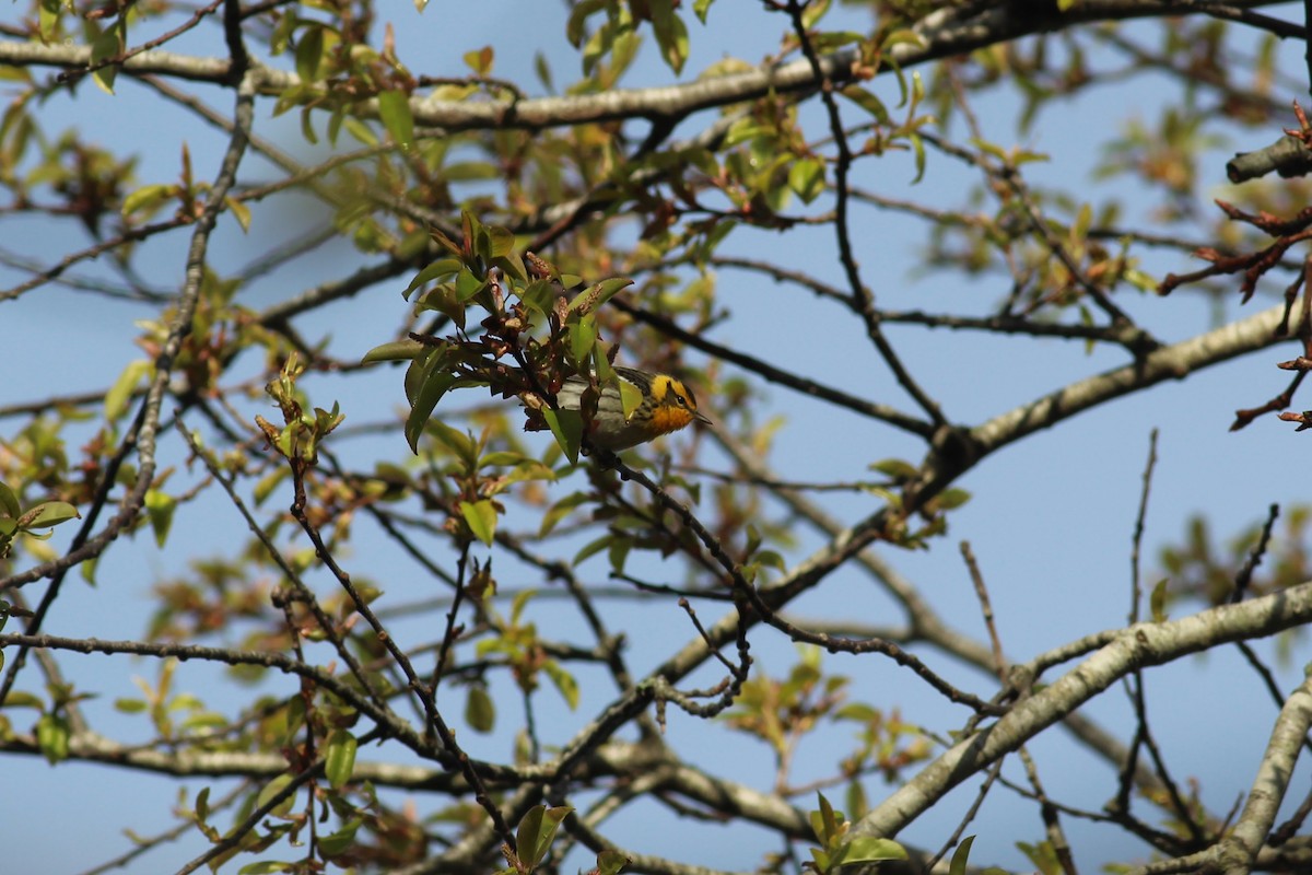 Blackburnian Warbler - ML248400031