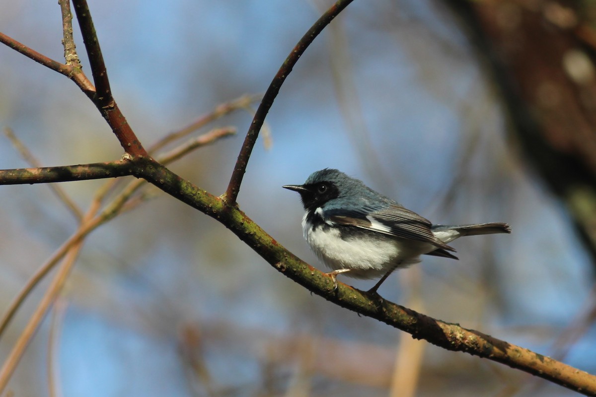 Black-throated Blue Warbler - ML248400151