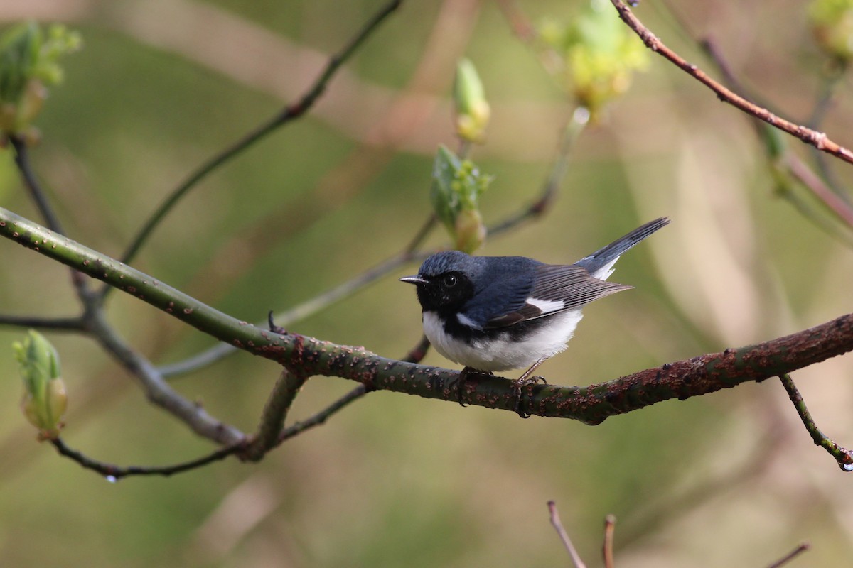 Black-throated Blue Warbler - ML248400161