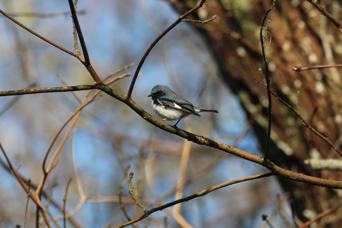 Black-throated Blue Warbler - ML248400211
