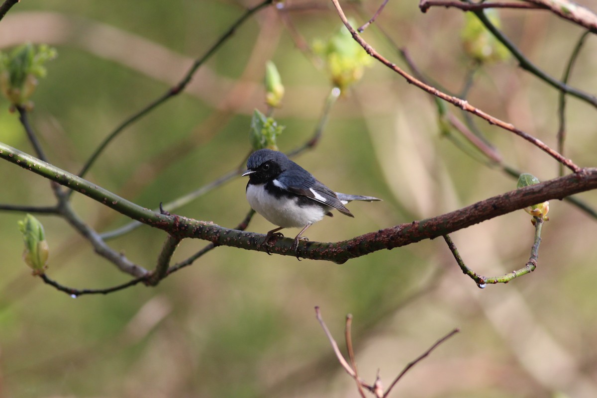 Black-throated Blue Warbler - ML248400221