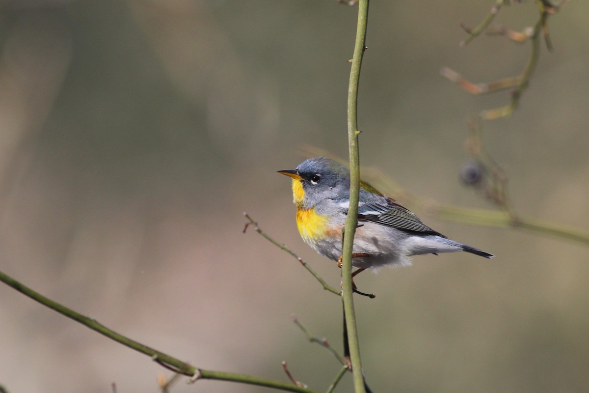 Northern Parula - ML248400281