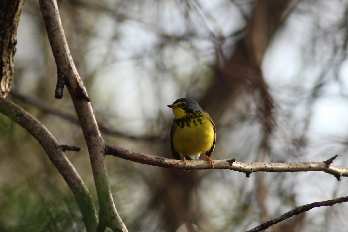 Canada Warbler - ML248400341