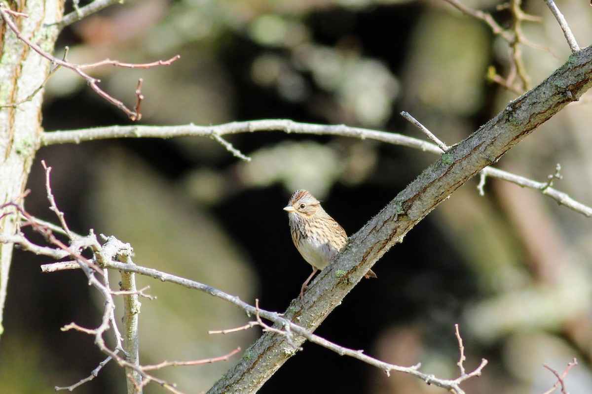 Lincoln's Sparrow - ML248400431