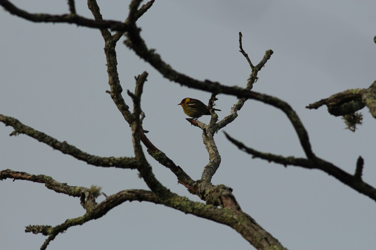 Cape May Warbler - ML248400731