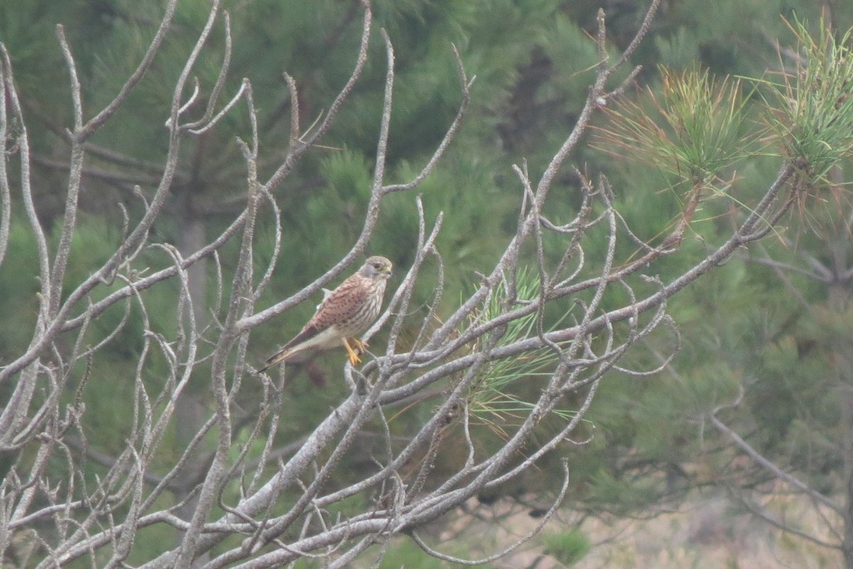 Eurasian Kestrel - ML248401281