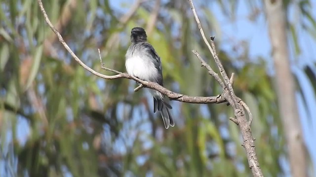 White-bellied Drongo - ML248402361