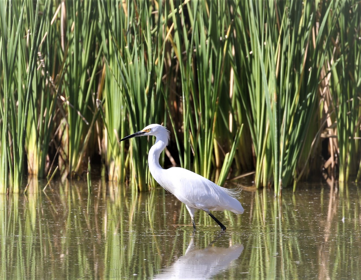 Snowy Egret - Evan Pannkuk