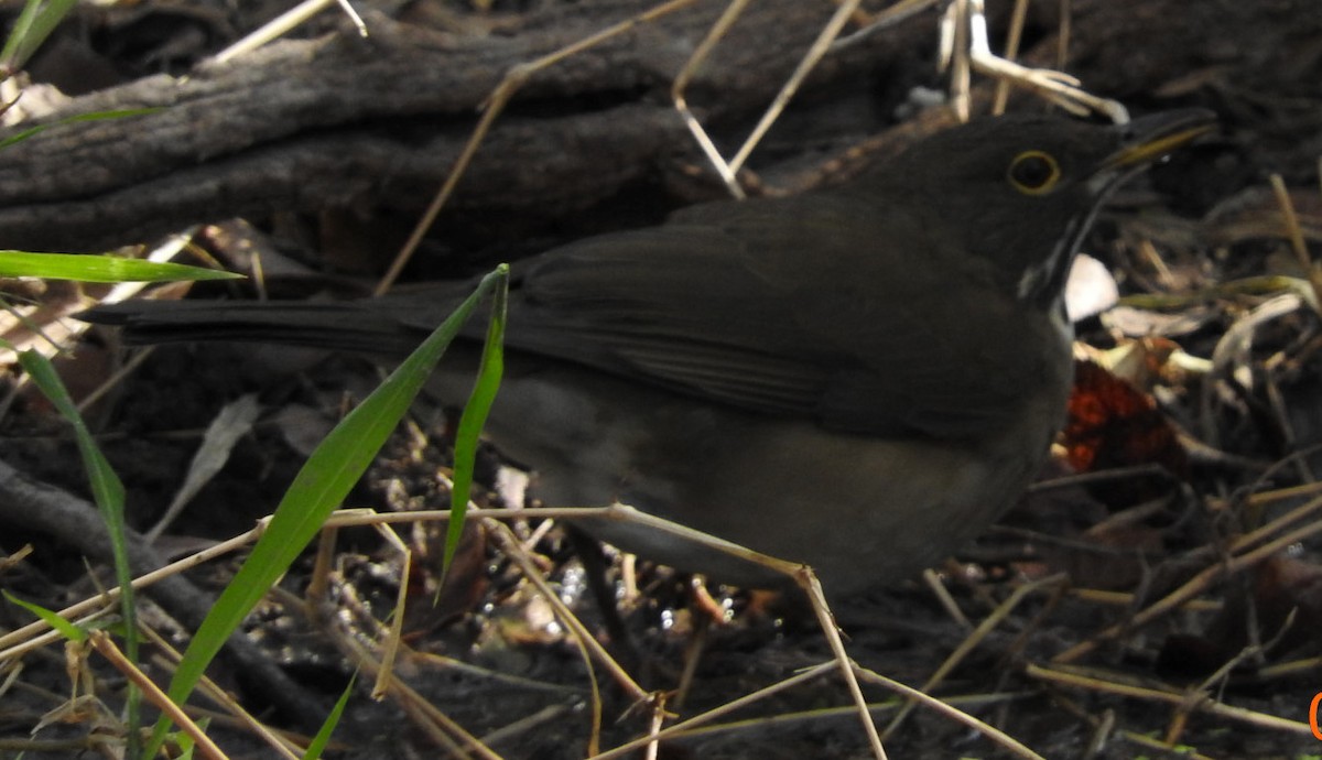 White-throated Thrush - ML24840501
